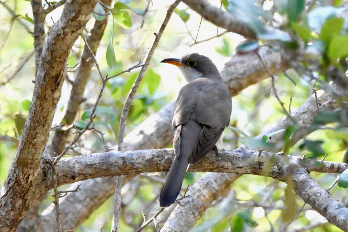 yellow-billed cuckoo